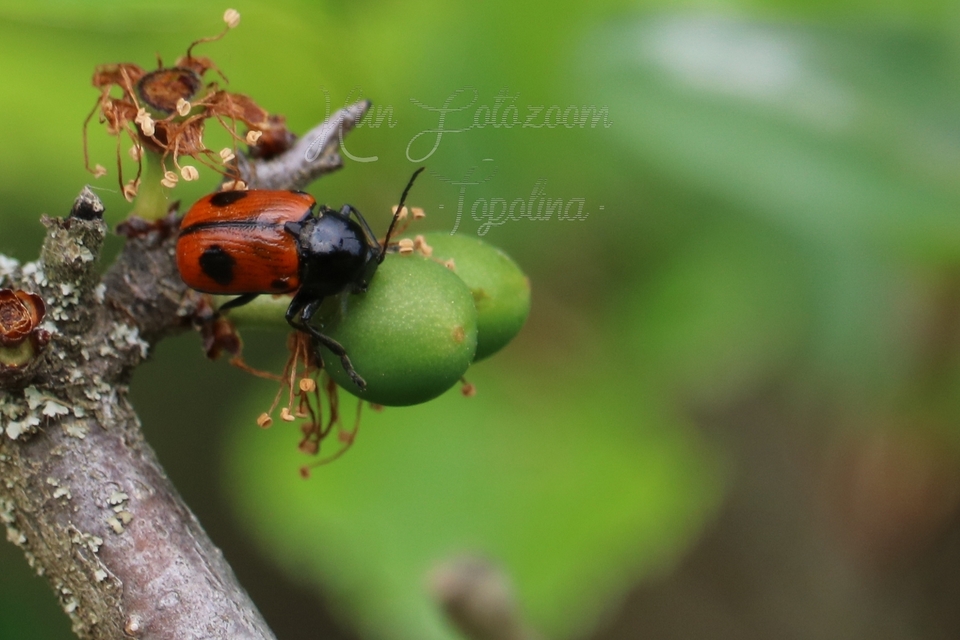 Cryptocephalus bipunctatus - kétpettyes zömökbogár
