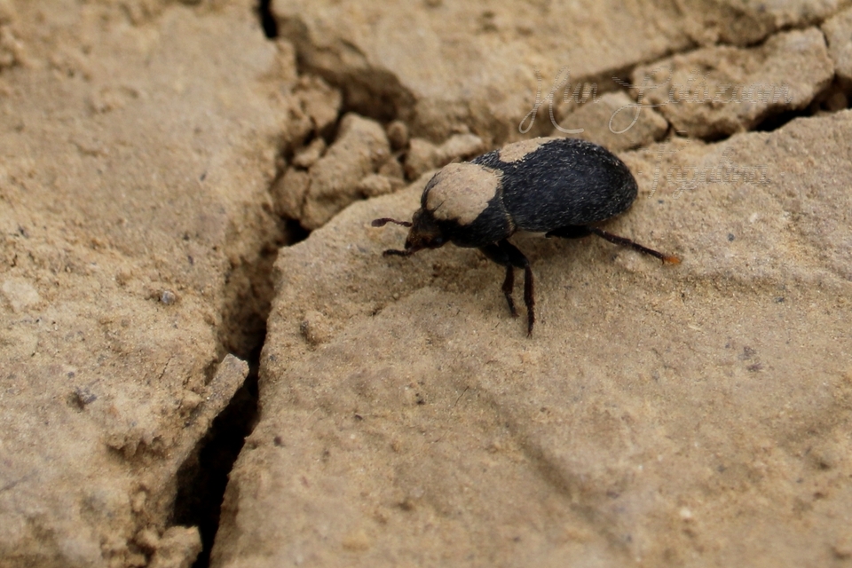 Dermestes laniarius - gyászos porva
