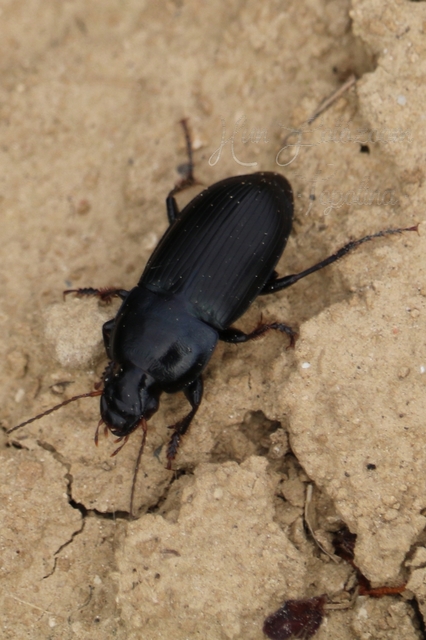 Harpalus caspius - keleti lomhafutó