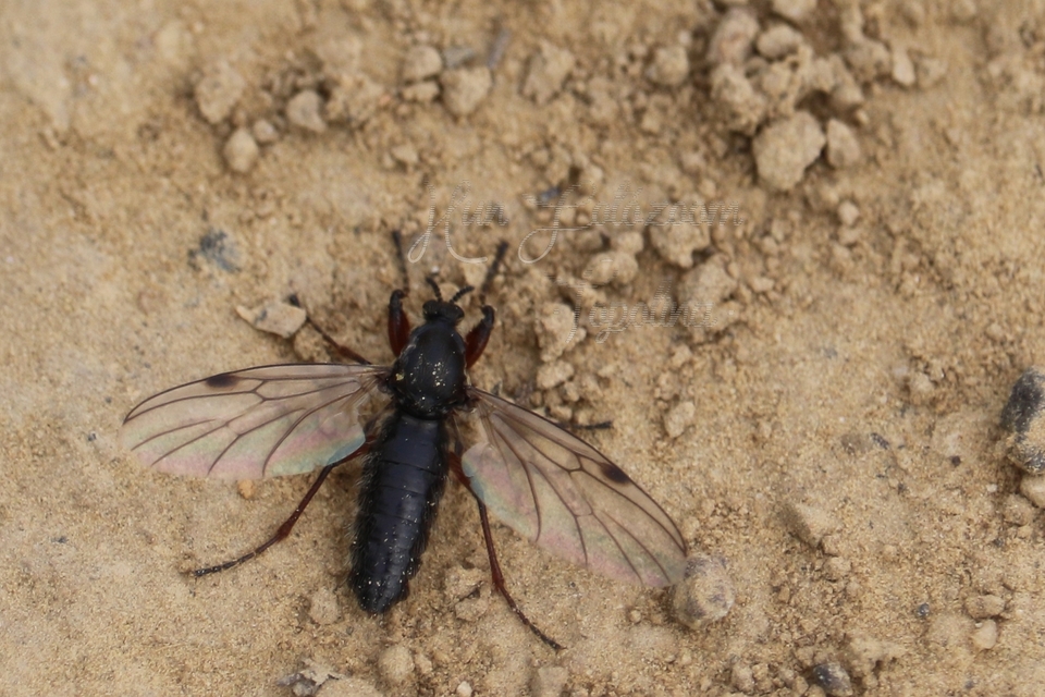 Bibionidae - bársonylegyek