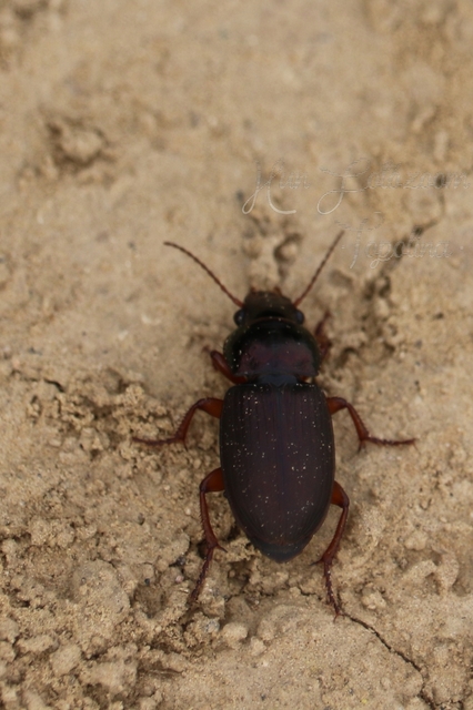 Harpalus affinis - szőrösszárnyú lomhafutó