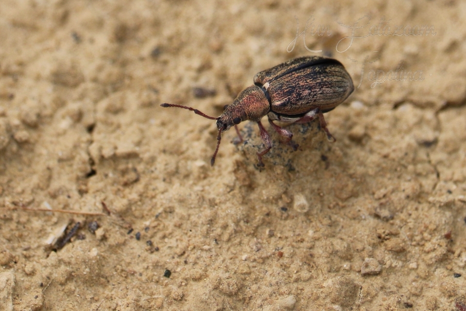 Phyllobius pyri - gyümölcsfa-levélormányos