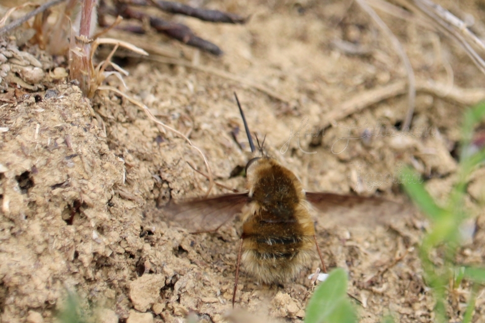 Bombylius medius - fehérfarú pöszörlégy