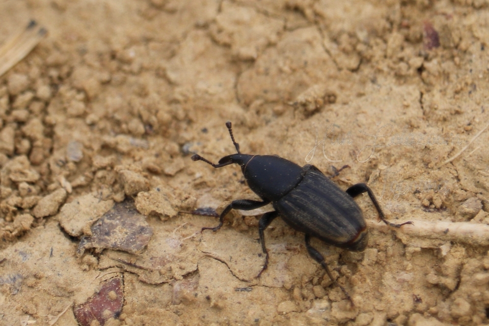 Sphenophorus