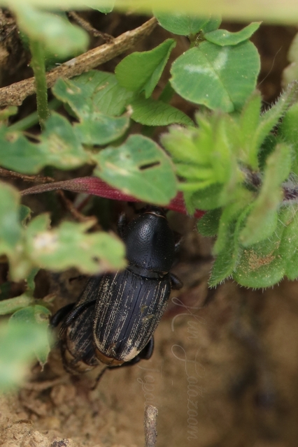 Sphenophorus
