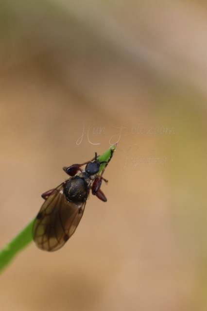 Bibionidae - bársonylegyek