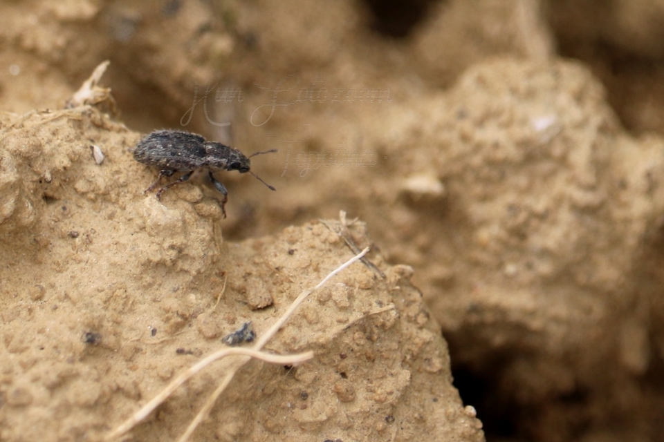 Sitona hispidulus - szőrös csipkézőbogár