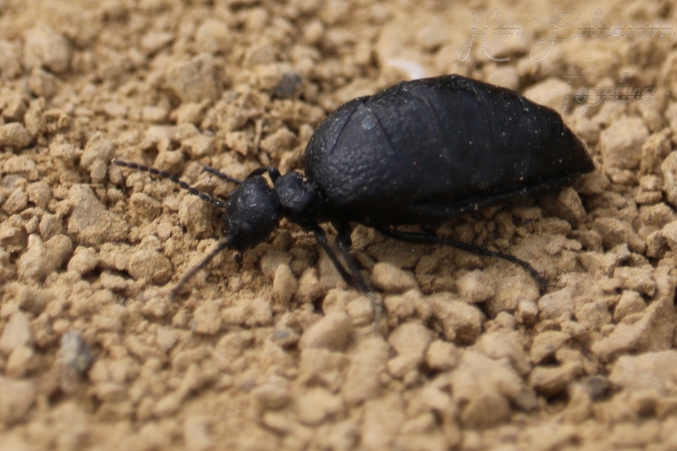 Meloe rugosus - ráncos nünüke