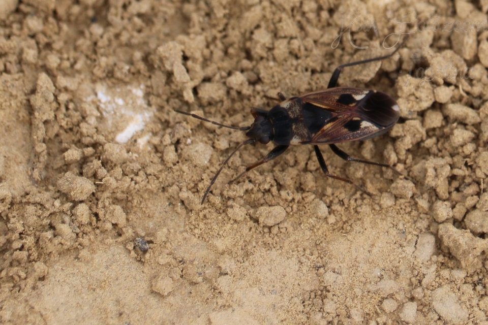 Rhyparochromus vulgaris - közönséges díszesbodobács