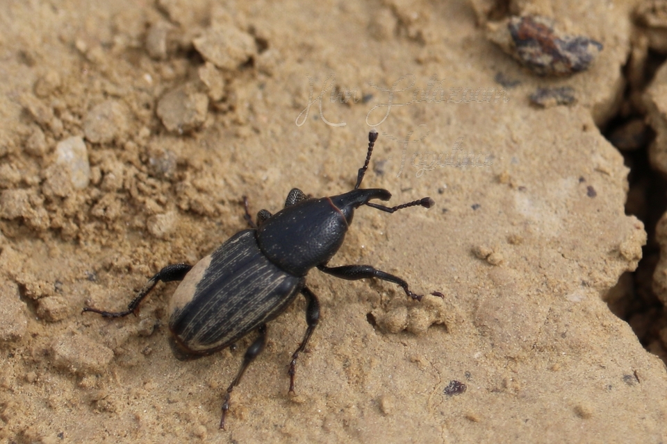 Sphenophorus abbreviatus - óriászsuzsok
