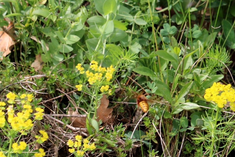 Vespa crabro - lódarázs