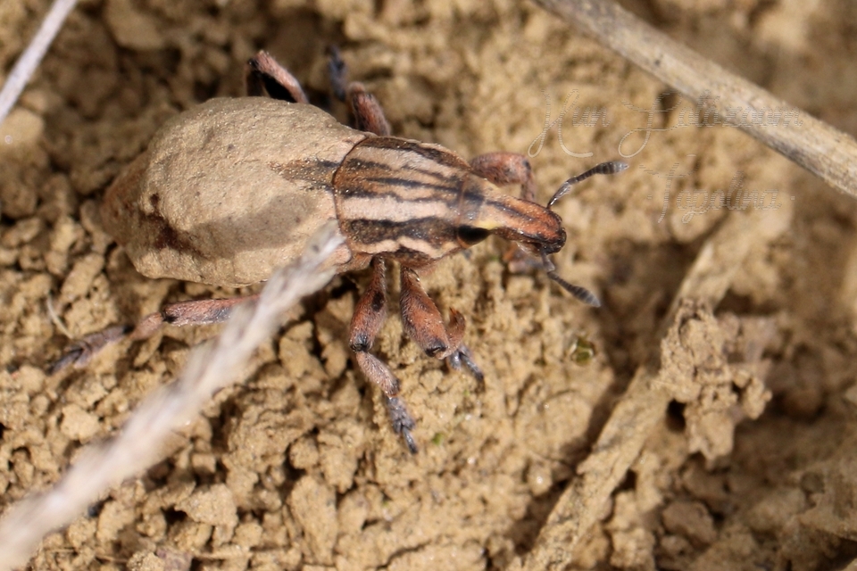 Pseudocleonus cinereus - hamvas barkó