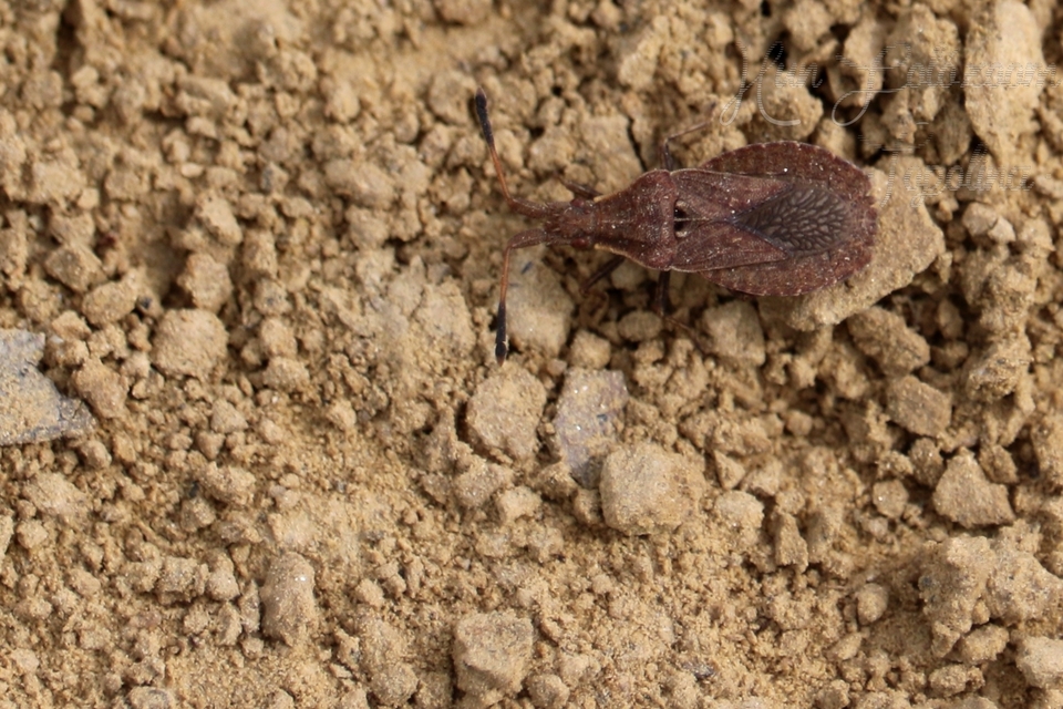 Spathocera