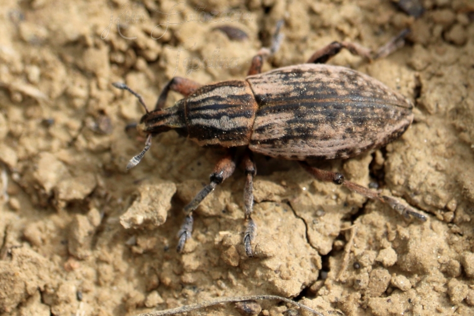 Pseudocleonus cinereus - hamvas barkó