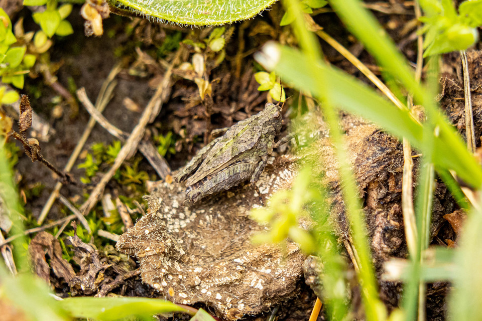 Tetrix tenuicornis - vékonycsápú tövishátúsáska