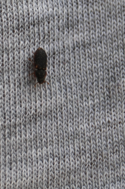 Colobicus hirtus - szegélyes héjbogár