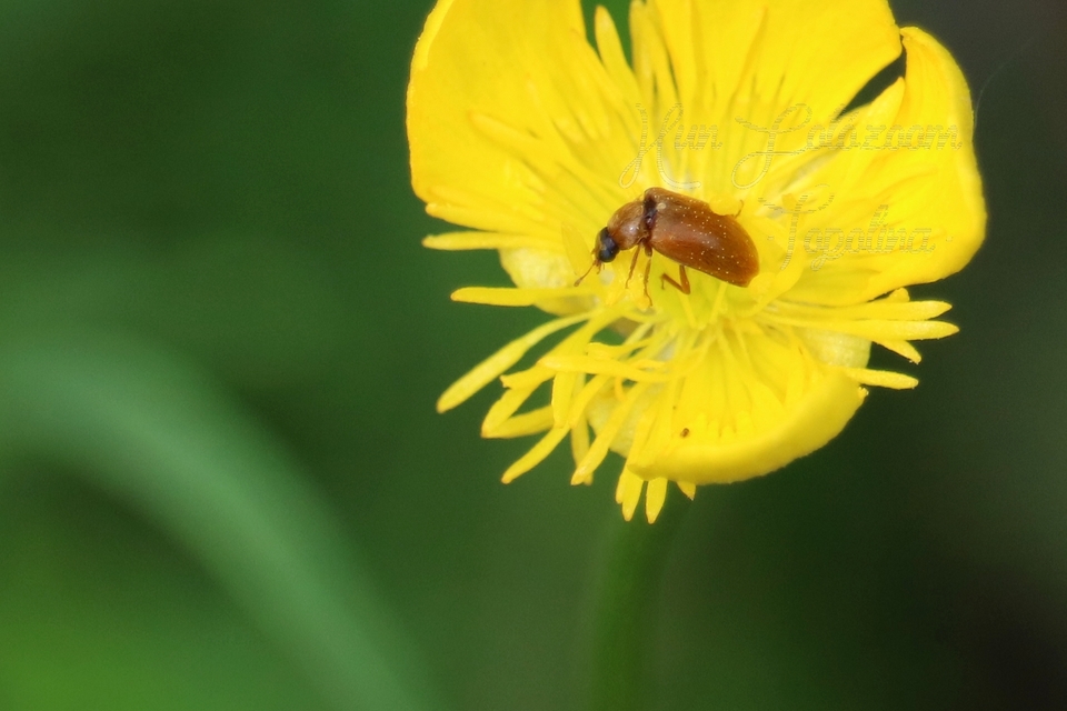 Byturus ochraceus - gyömbérgyökérbogár