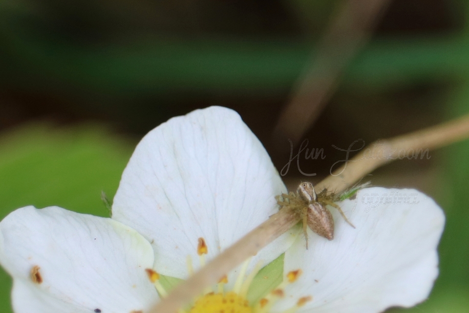 Oxyopes lineatus