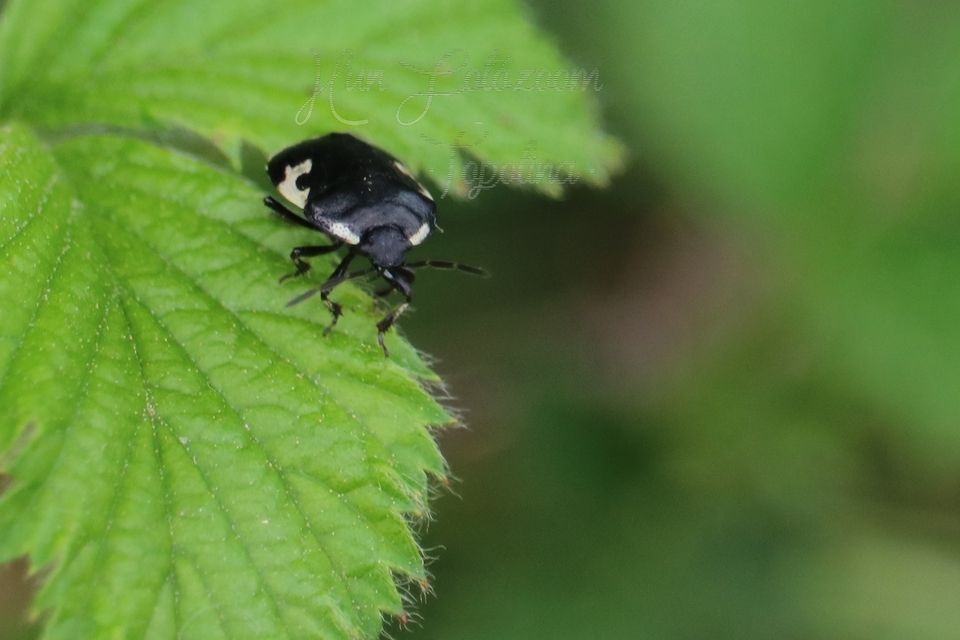 Tritomegas bicolor - foltos földipoloska