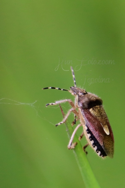 Dolycoris baccarum - közönséges bogyómászó-poloska