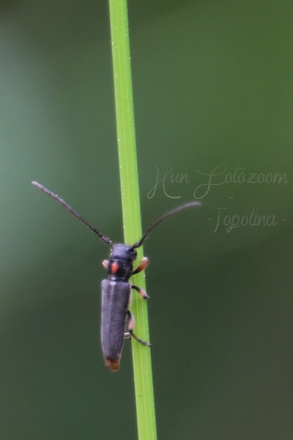 Phytoecia pustulata - parányi fűcincér