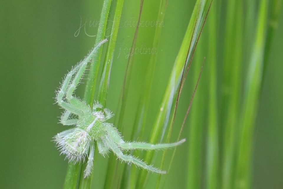 Heriaeus