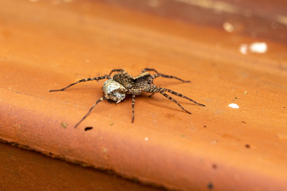 Pardosa alacris/lugubris