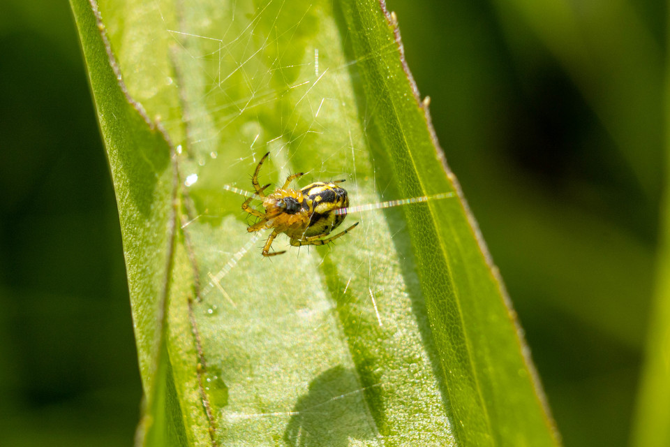 Mangora acalypha - réti keresztespók