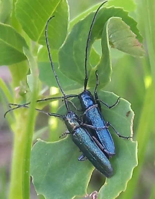 Agapanthia violacea - kék somkórócincér