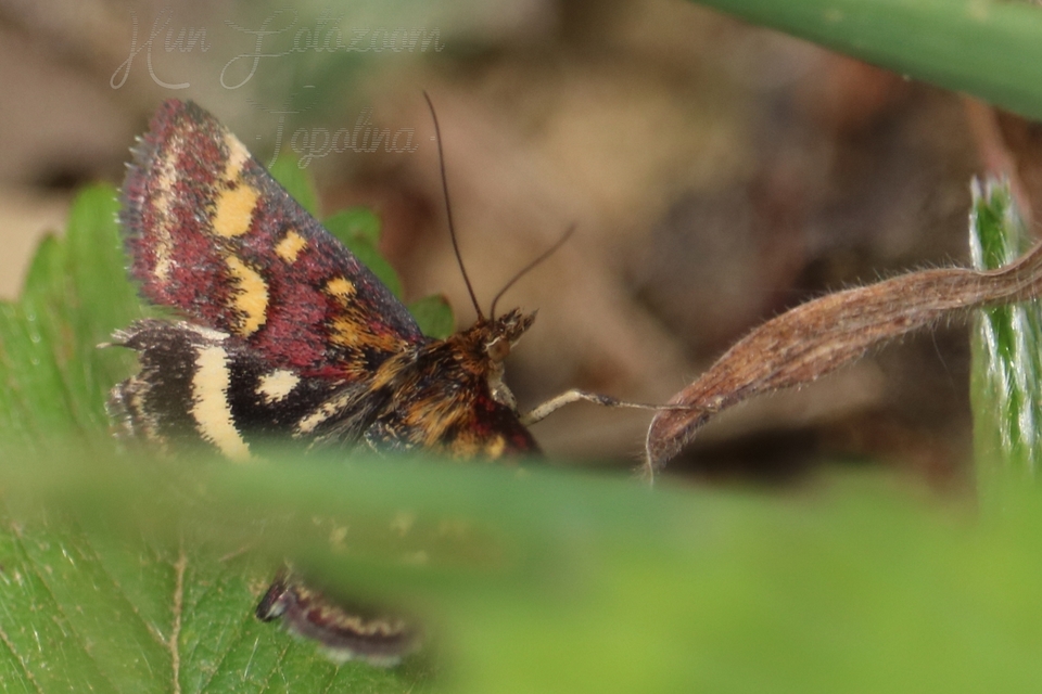 Pyrausta purpuralis - közönséges bíbormoly