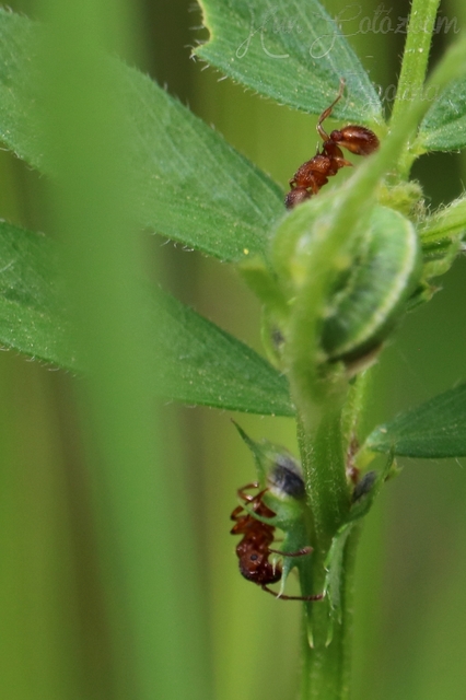 Myrmica