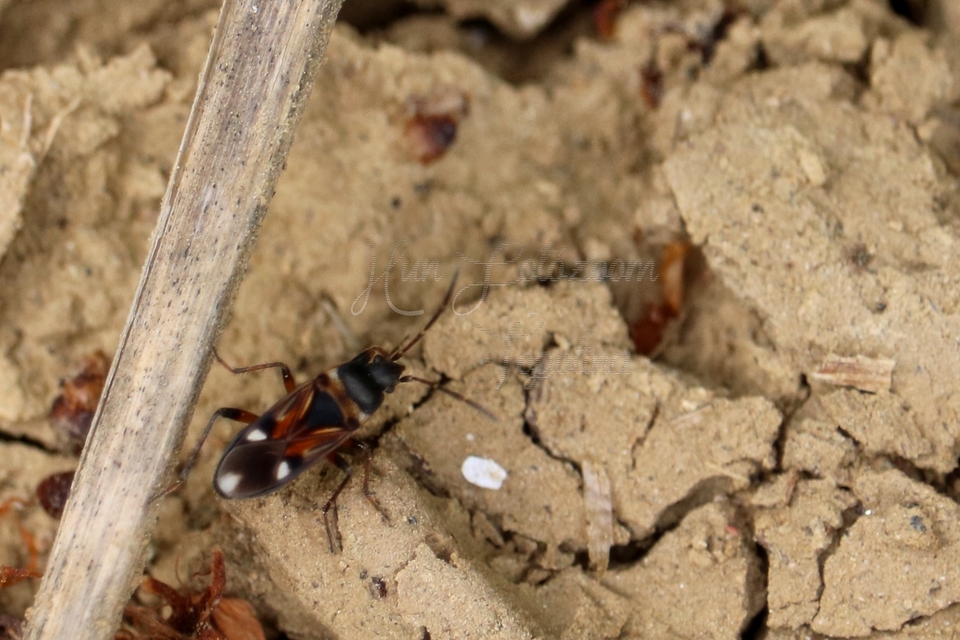 Raglius alboacuminatus - tarka díszesbodobács