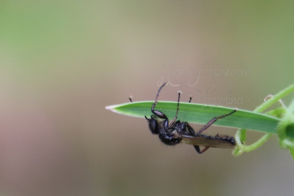 Bibionidae - bársonylegyek