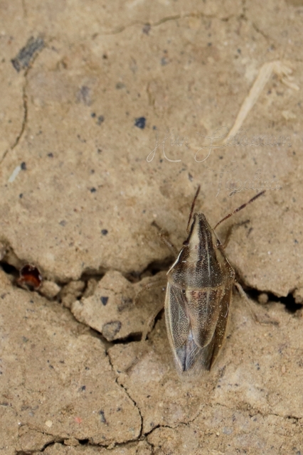 Aelia acuminata - közönséges szipolypoloska Aelia acuminata - közönséges szipolypoloska