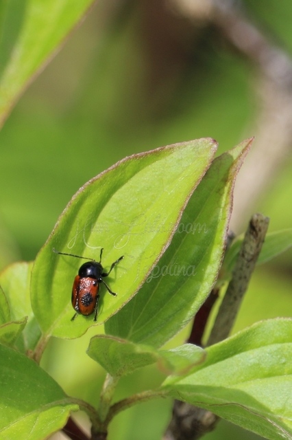 Cryptocephalus bipunctatus - kétpettyes zömökbogár