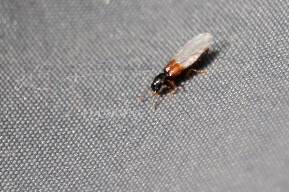 Bledius Bledius