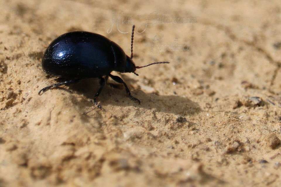 Chrysolina haemoptera - mezei levélbogár