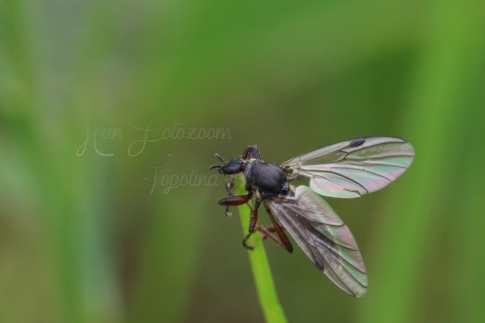 Bibionidae - bársonylegyek