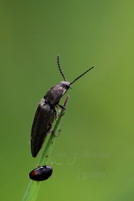 Phalacridae - kalászbogárfélék Phalacridae - kalászbogárfélék