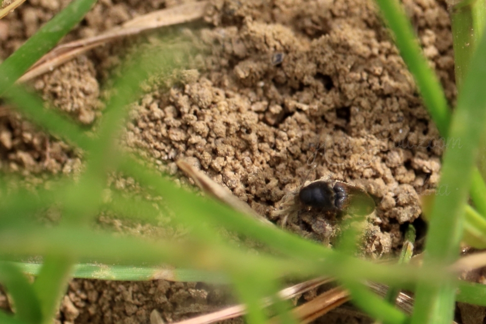 Drasterius bimaculatus - változékony pattanó