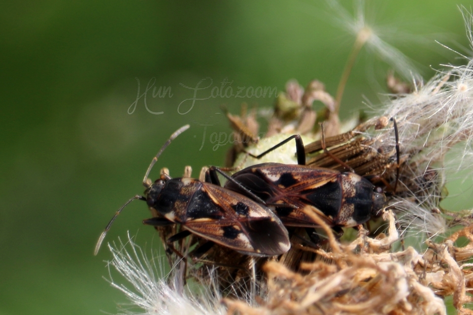 Rhyparochromus vulgaris - közönséges díszesbodobács