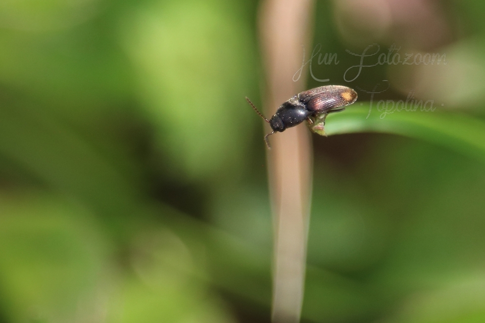 Drasterius bimaculatus - változékony pattanó
