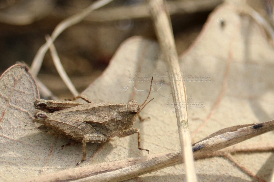 Tetrix tenuicornis - vékonycsápú tövishátúsáska