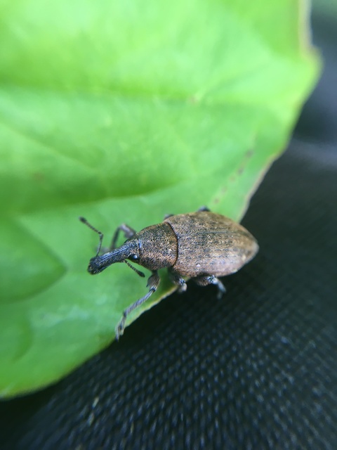 Lepyrus armatus - tompafogú fűzormányos