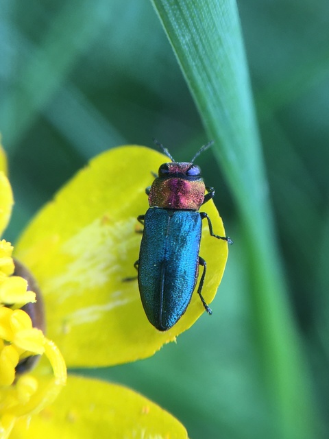 Anthaxia nitidula - ragyogó virágdíszbogár