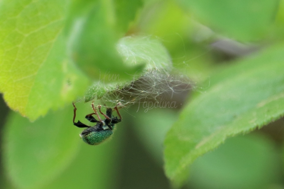 Phyllobius betulinus - változékony levélormányos