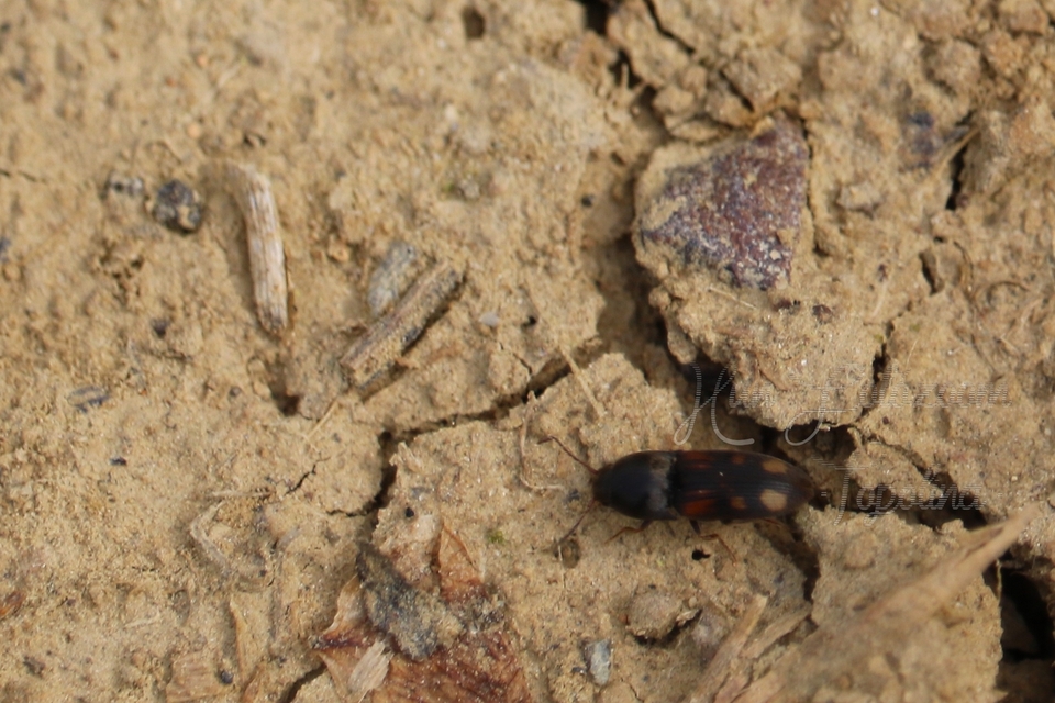 Drasterius bimaculatus - változékony pattanó