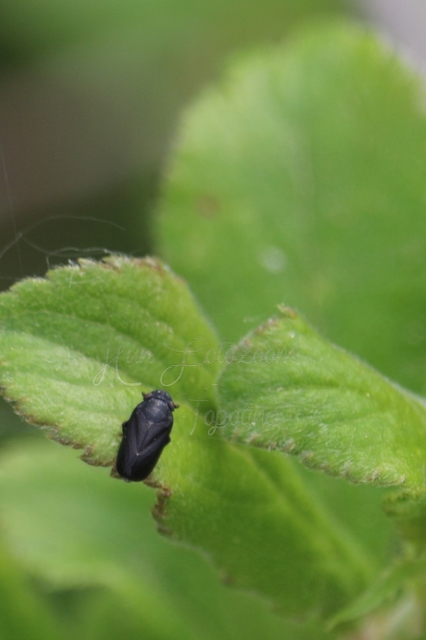 Tettigometra