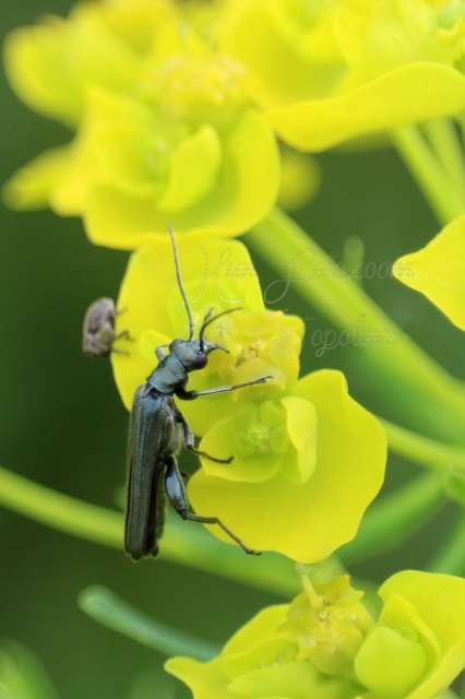 Oedemera virescens - zöldes álcincér