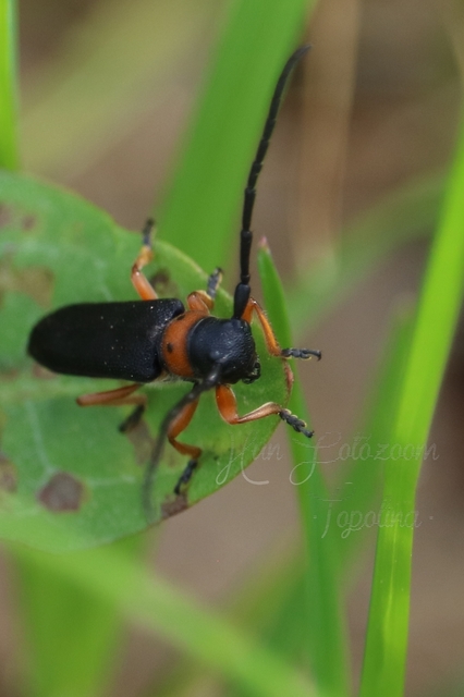 Phytoecia affinis - feketefejű cincér